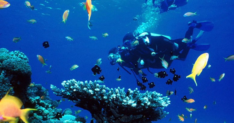 غواصی در کیش