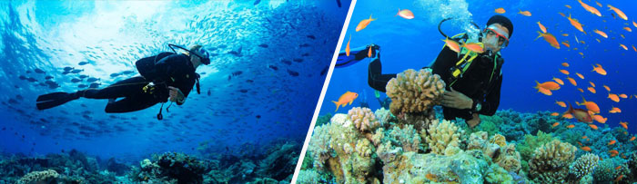 غواصی در کیش